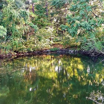 Scenic water photograph - Mallard Lakes neighborhood in Mt Pleasant, SC.